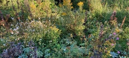 Kearsarge infestation of Japanese knotweed in 2020 after 4 years of treatments