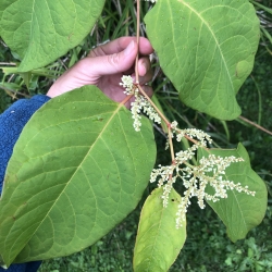 Japanese knotweed leaves and flower