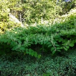 Japanese knotweed flowering in the fall