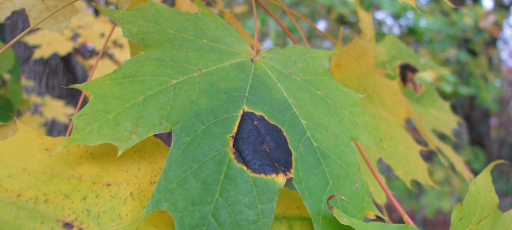 norway maple leaf with tar spot