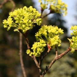 Norway maple flower clusters