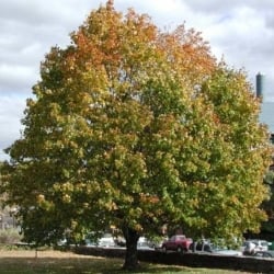 Norway maple tree