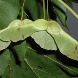 Norway maple seed pods