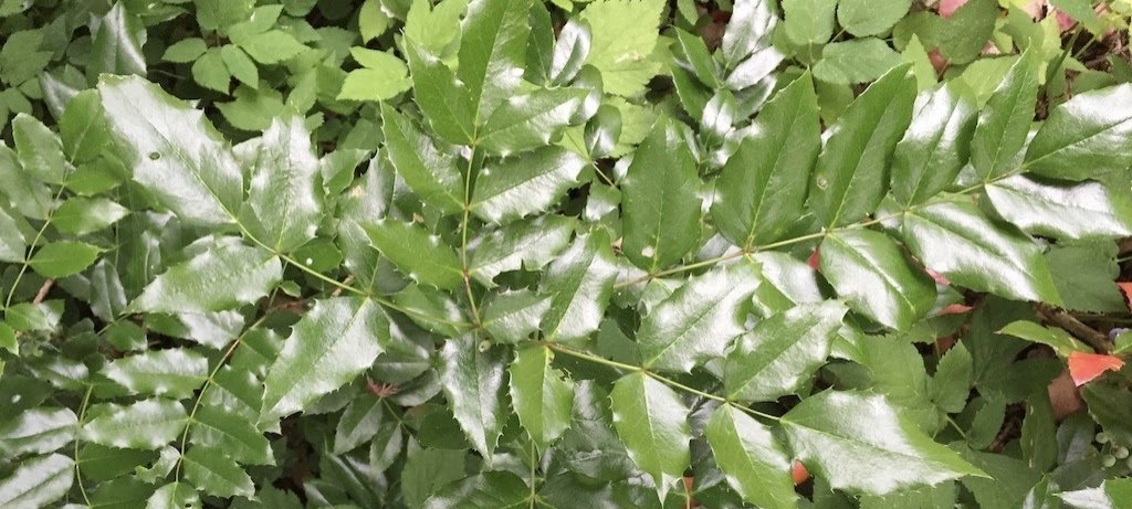 Oregon grape leaves