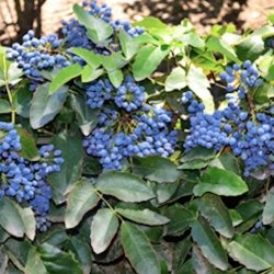 Oregon grape with purple fruit