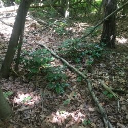 Oregon grape invading wooded area