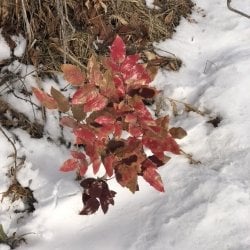 Oregon grape with red leaves