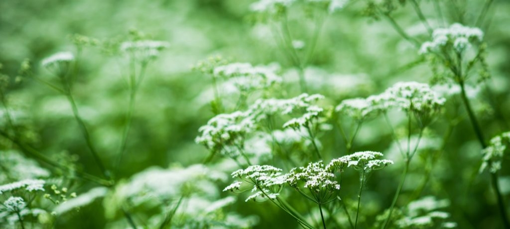 Poison hemlock flowers