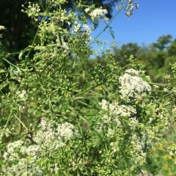 poison hemlock flowers