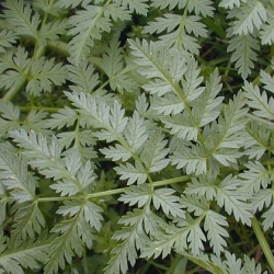 poison hemlock leaves