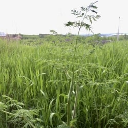 poison hemlock at the quincy ruins