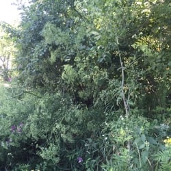 poison hemlock on edge of woods