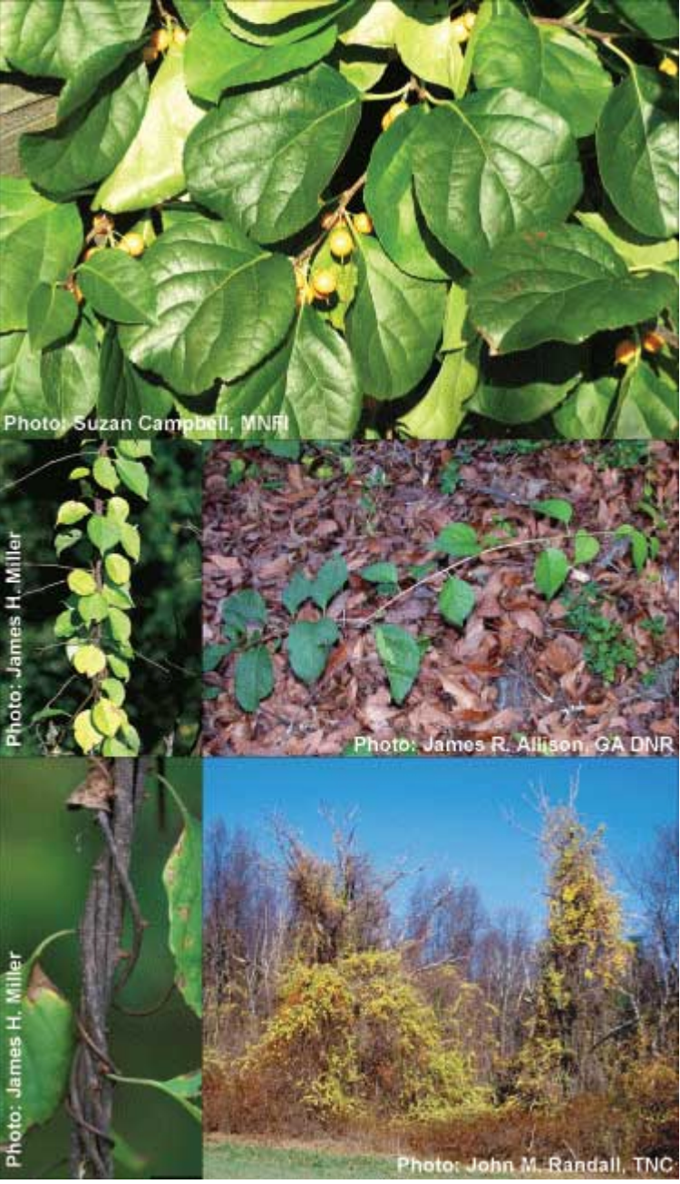 Round leaf bittersweet identifying features from MISIN