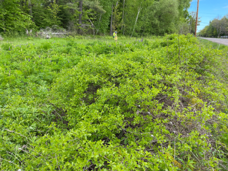 Area with round leaf bittersweet managed by KISMA