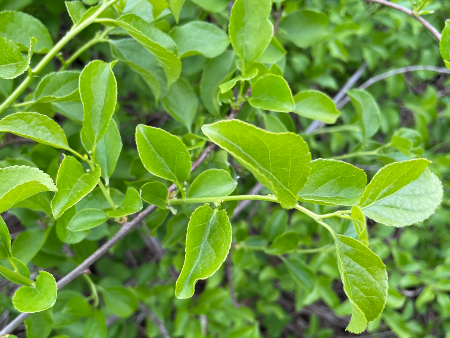 Round leaf bittersweet