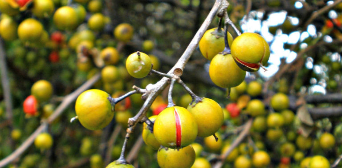 round leaf bittersweet fruits