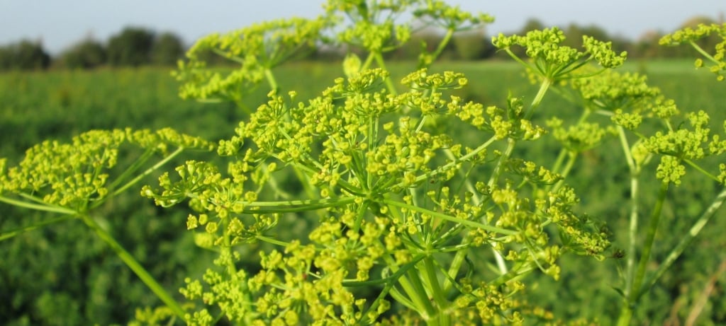 Wild parsnip flower heads