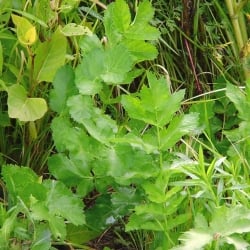 wild parsnip first year foliage