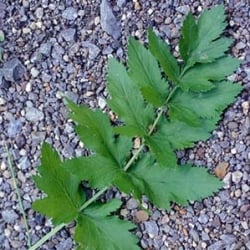 wild parsnip leaf