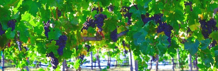 Grapes growing in a vineyard.