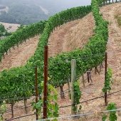 S curve of cabernet grapes and Porter Family Vineyards