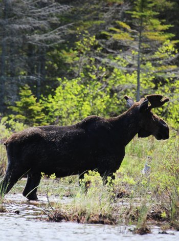 Moose standing in a stream. Moose