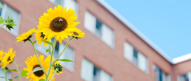 Sunflowers