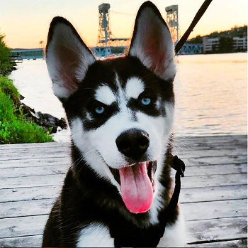 Husky with the Portage Lift Bridge in the background.