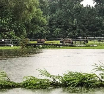 Flooded area near the pasture.