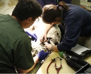 Two people wroking on an anesthetized polar bear.