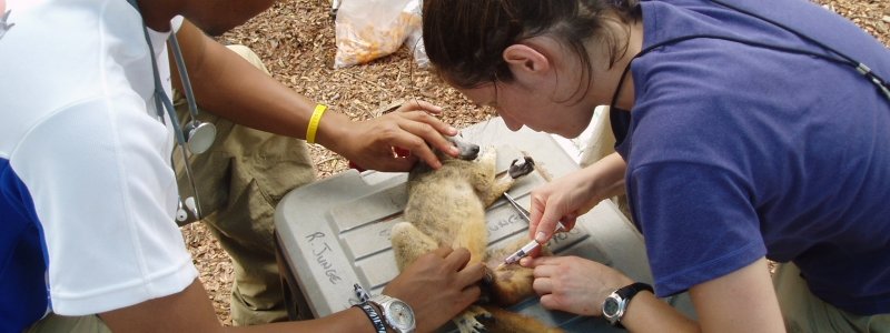 Doctor Erika Crook drawing blood from a lemur.