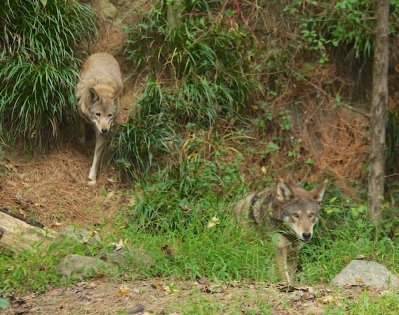 Two wolves walking through grass.