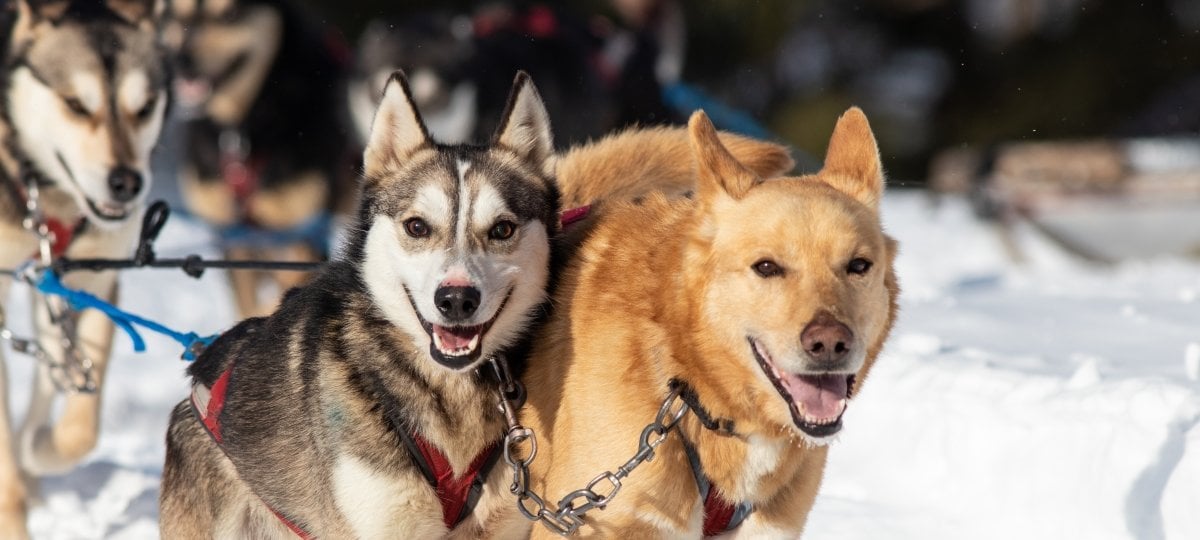 Two sled dogs.