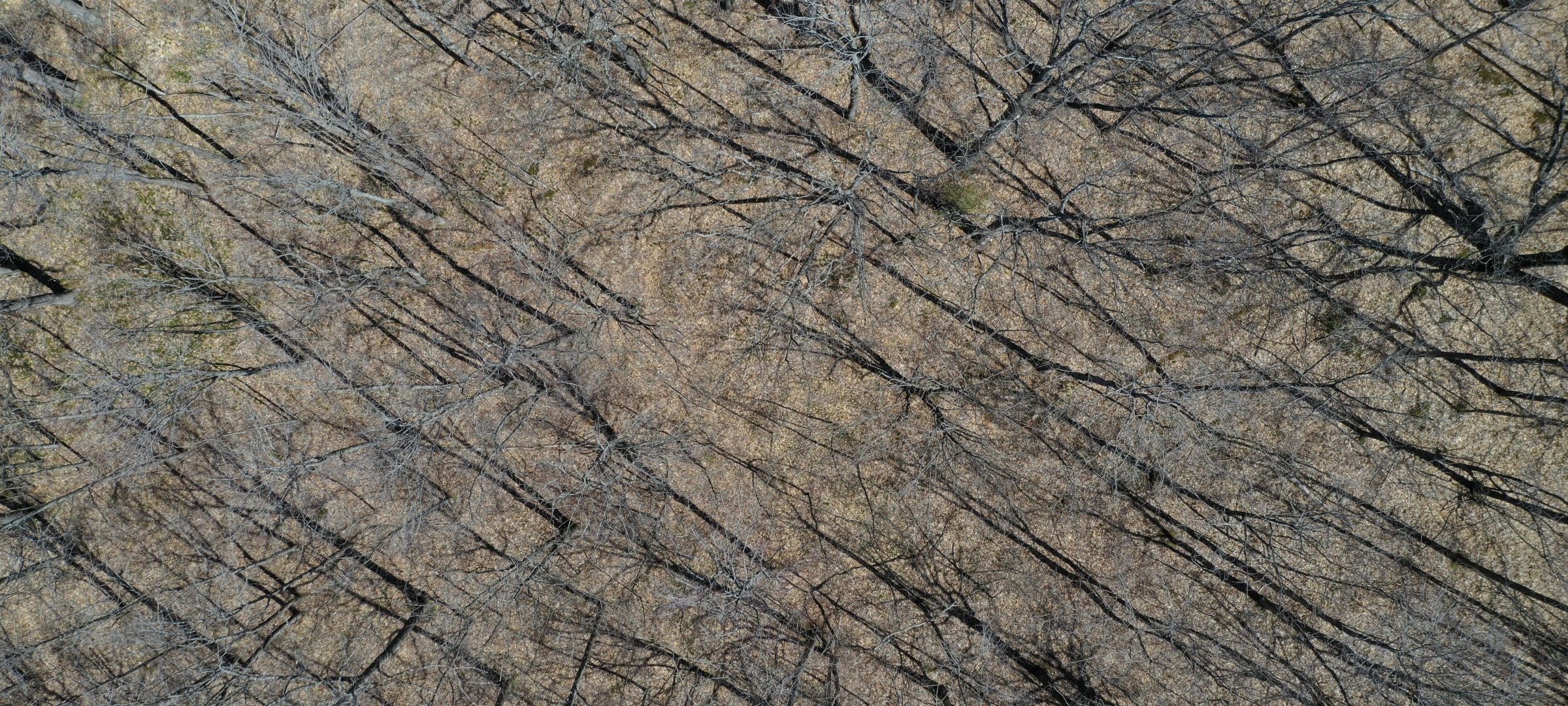 An aerial image of trees without leaves.