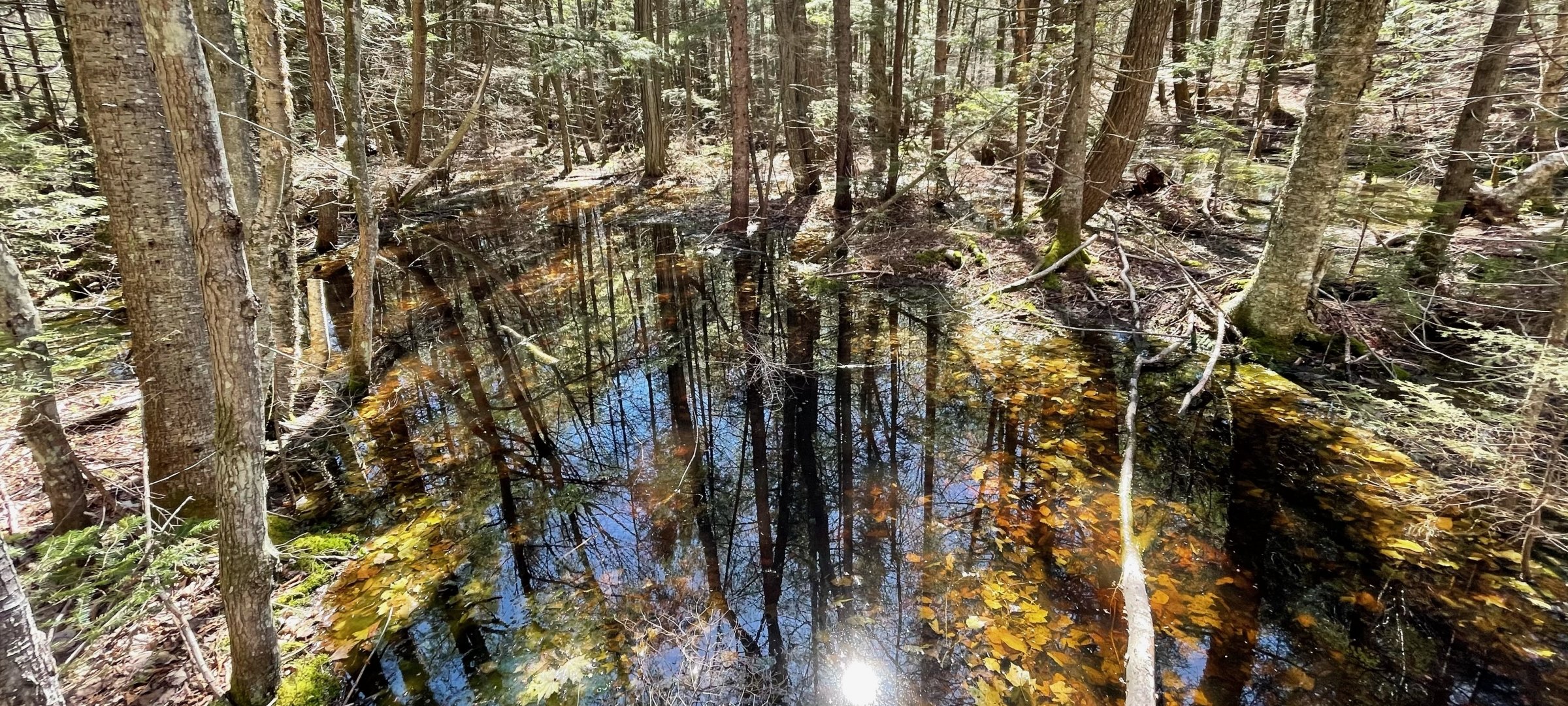 A pool of water in the forest.