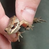 A wood frog.