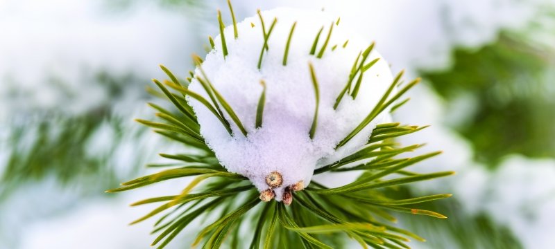 Snow on pine needles.