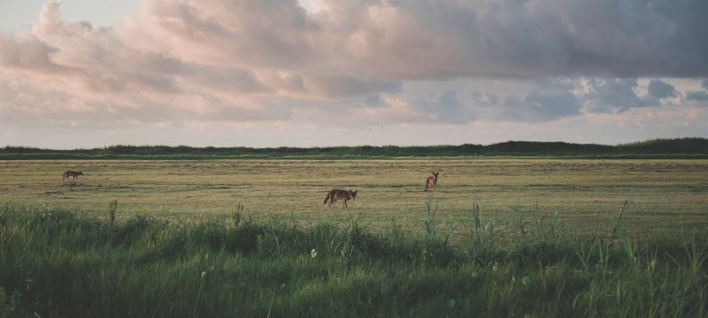 Wolves standing in an open, grassy field.