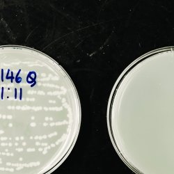 An empty petri dish next to one with colonies growing.
