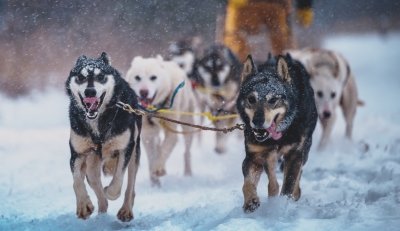 Dogs pulling a sled through the snow.