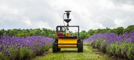 A four-wheeled autonomous lavender-harvesting prototype drives between rows of lavender at The Lucky Clover Farm in Gaylord, Michigan.
