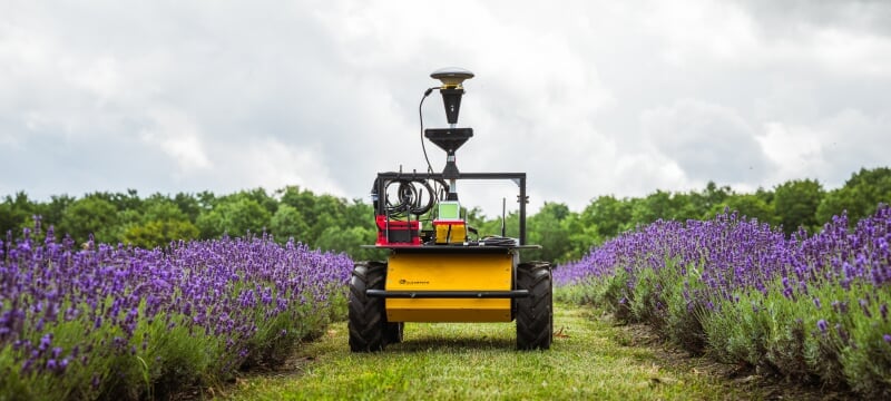 Lavender harvesting robot in between two rows of lavender plants.