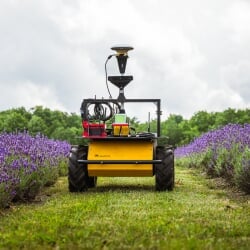 Robot in between two rows of lavender plants.