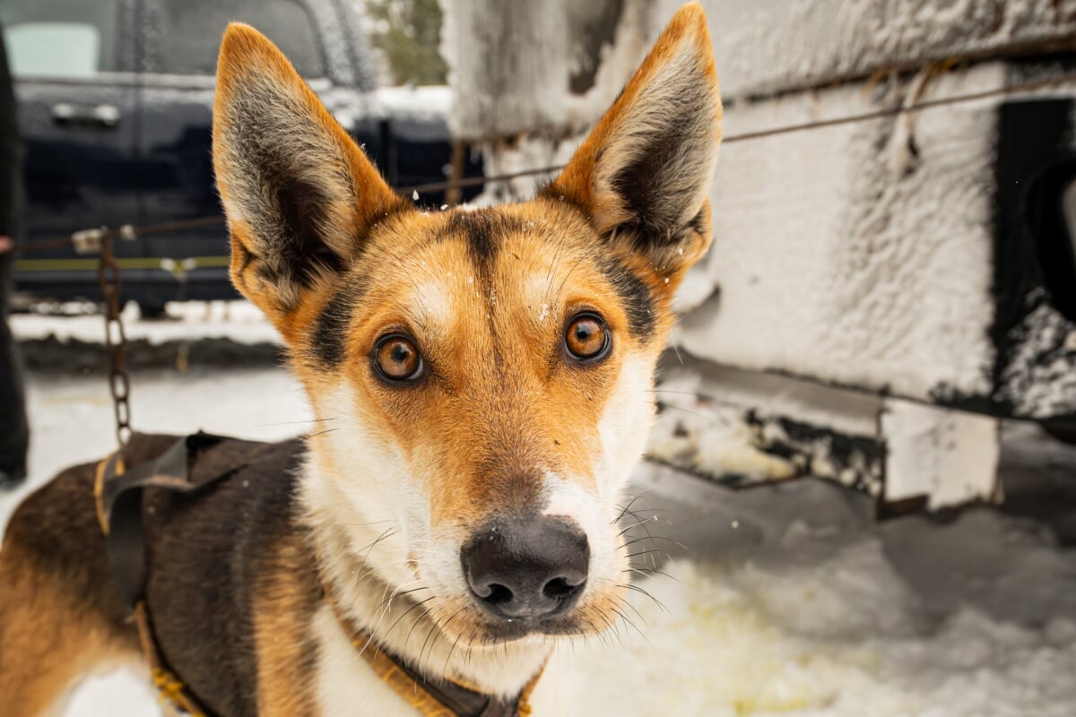 A brown, white, and black sled dog up close.