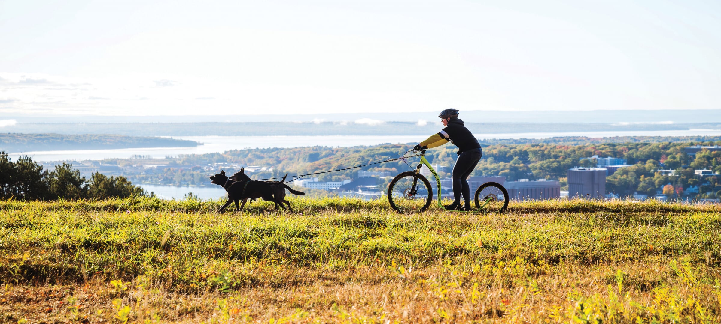 Two dogs pulling a person on a special standing bike.