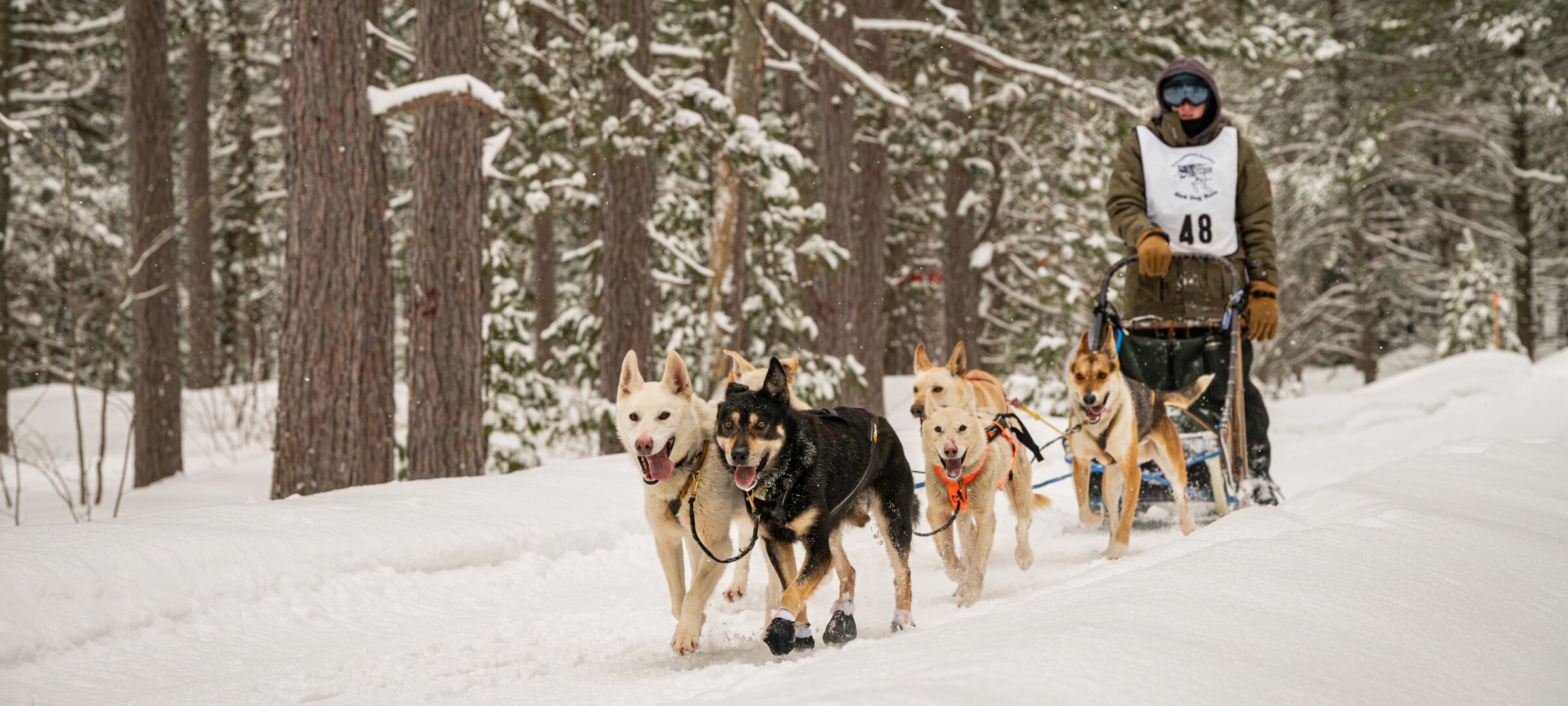 Person wearing bib number 48 on a sled being pulled by dogs.