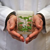 Plant specimen in a jar.