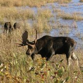 Moose grazing.