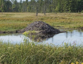 Beaver Dam