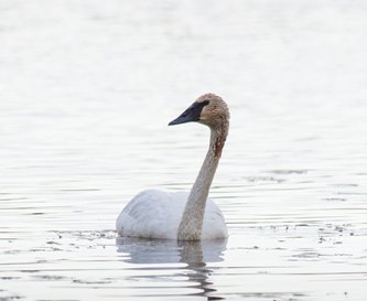 Trumpeter Swan